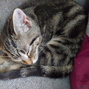 Meet your Posher, Sonya